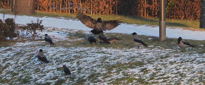 Hybrid Raben- x Nebelkrähe 