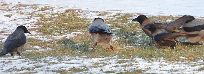 czarnowron x wrona siwa 