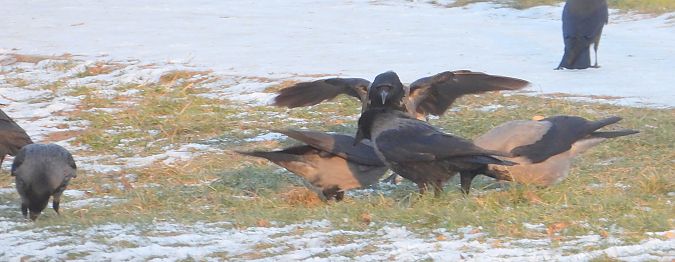 Hybrid Raben- x Nebelkrähe 