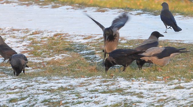 Hybrid Raben- x Nebelkrähe 