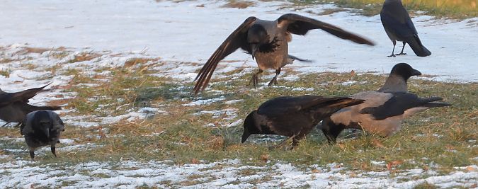 czarnowron x wrona siwa 