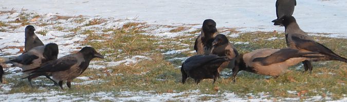 Hybrid Raben- x Nebelkrähe 