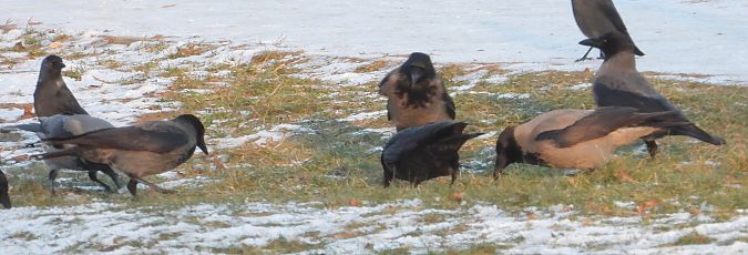 Hybrid Raben- x Nebelkrähe 