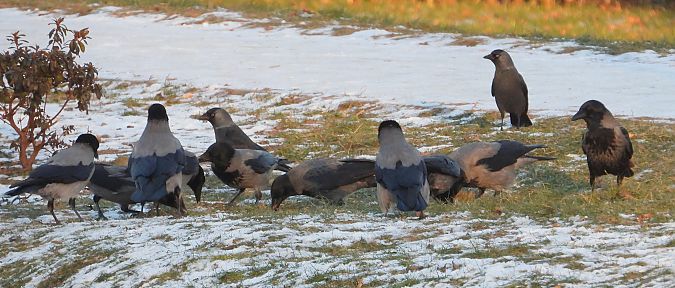 Hybrid Raben- x Nebelkrähe 