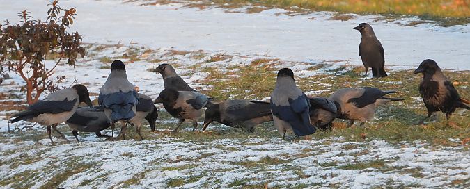 Hybrid Raben- x Nebelkrähe 