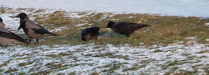 Hybrid Raben- x Nebelkrähe 