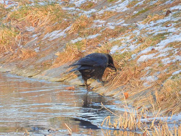 Hybrid Raben- x Nebelkrähe 