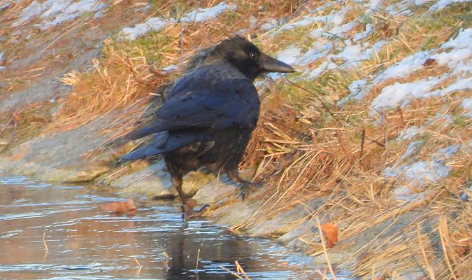 Hybrid Raben- x Nebelkrähe 