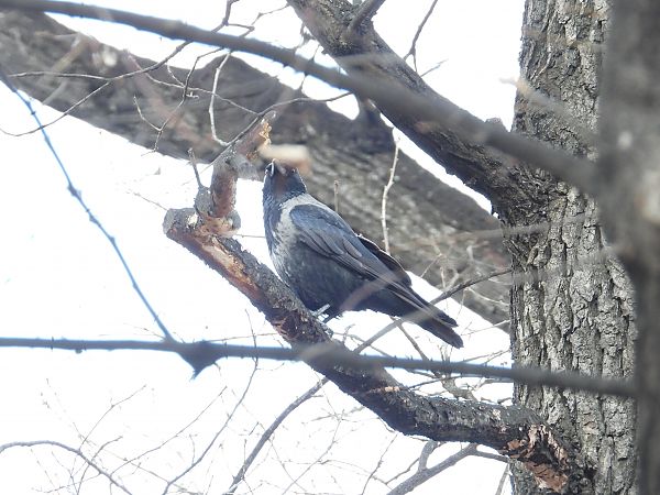 czarnowron x wrona siwa 