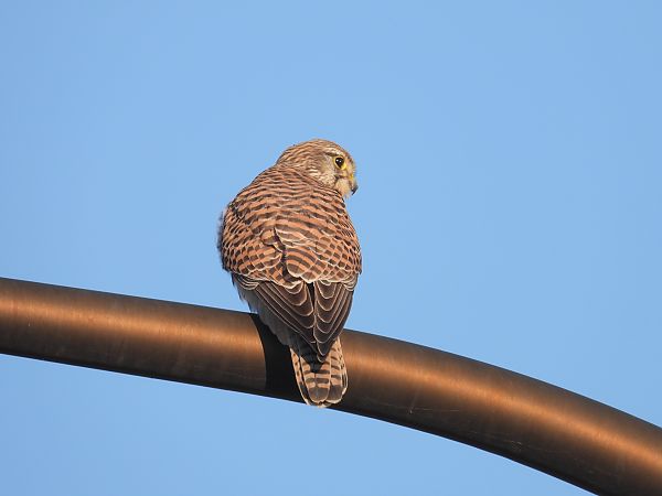 Common Kestrel 