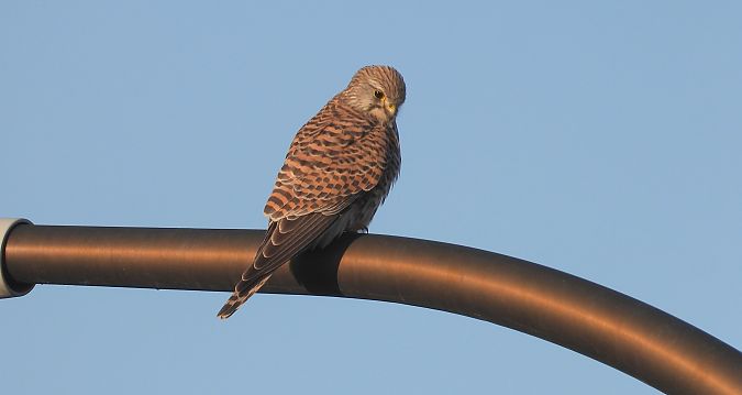 Common Kestrel 