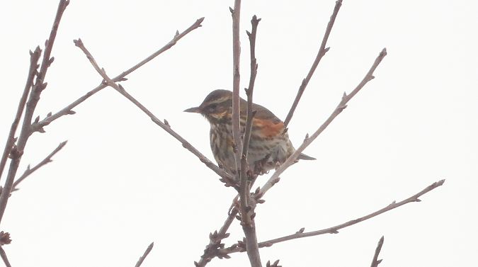 Redwing 