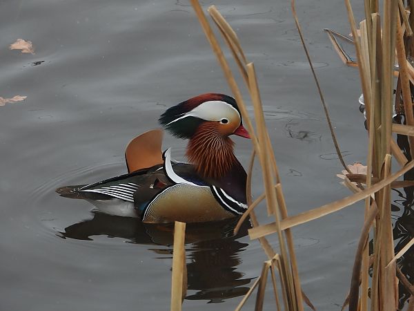 Canard mandarin 