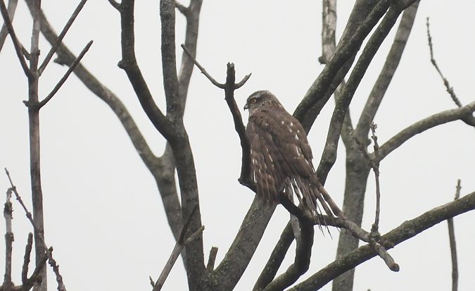 Eurasian Sparrowhawk 