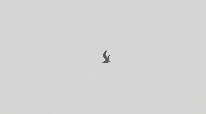 Goéland indéterminé 