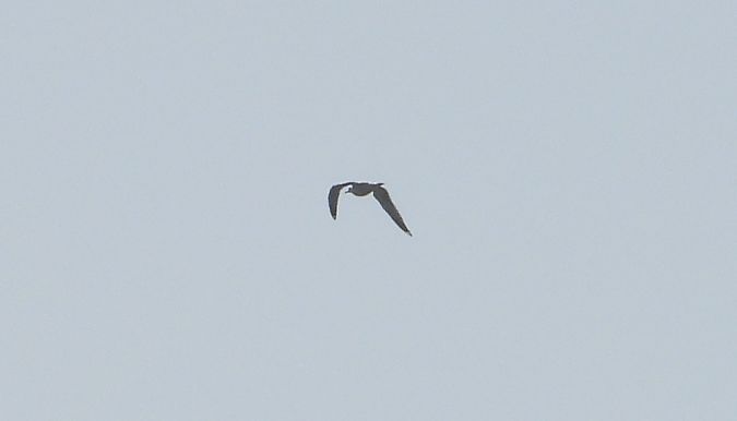 Goéland indéterminé 