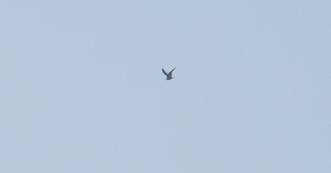 Goéland indéterminé 