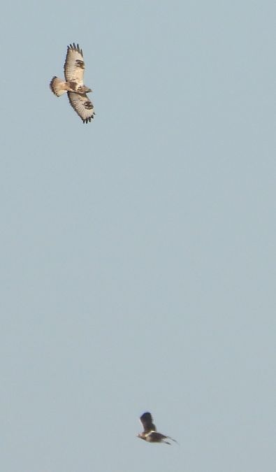 myszołów włochaty 