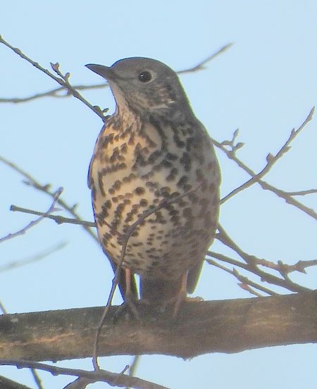Mistle Thrush 