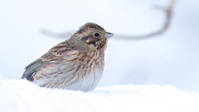 Bruant à calotte blanche  - Łukasz Ifczok