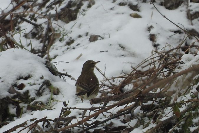 siwerniak  - Łukasz Krawczyk