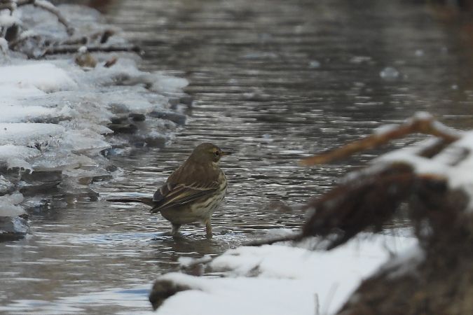 Bergpieper  - Łukasz Krawczyk