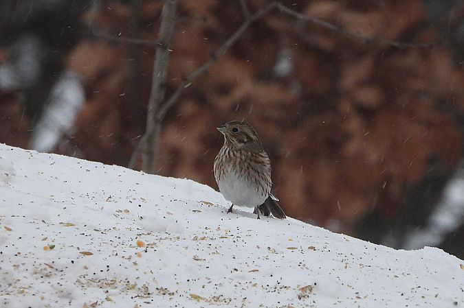 trznadel białogłowy  - Łukasz Krawczyk