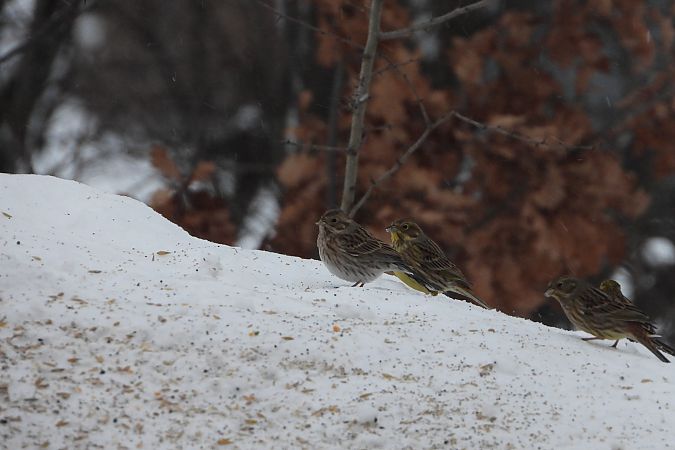 Fichtenammer  - Łukasz Krawczyk