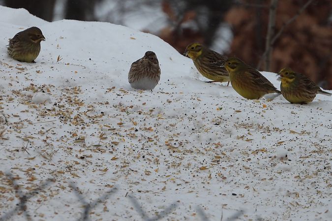 Fichtenammer  - Łukasz Krawczyk