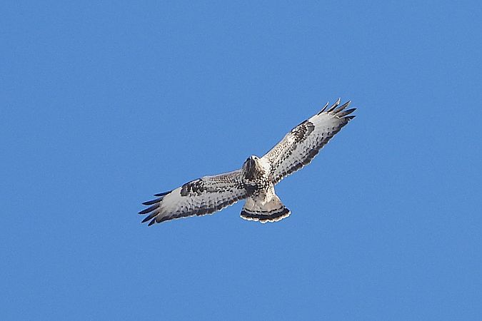 myszołów włochaty  - Łukasz Krawczyk