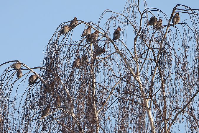 Seidenschwanz  - Łukasz Krawczyk
