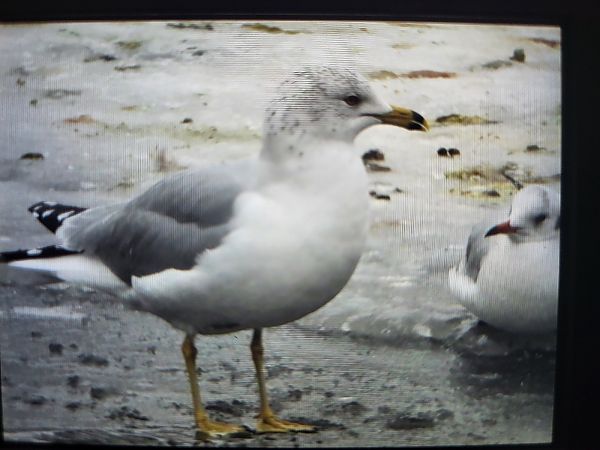 mewa delawarska  - Agnieszka Białostocka