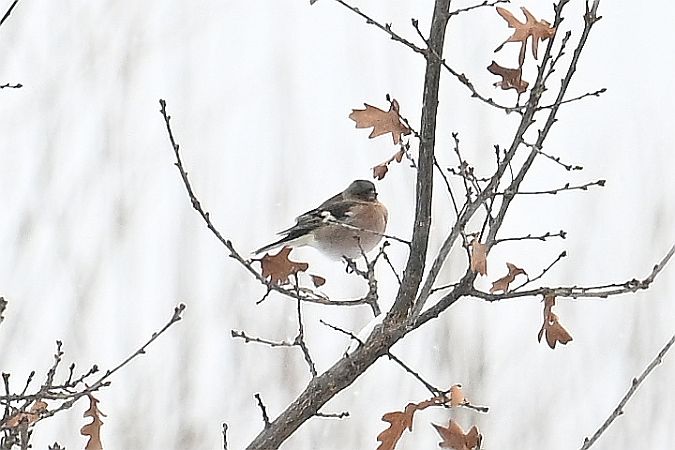 Buchfink  - Tomasz Kosut