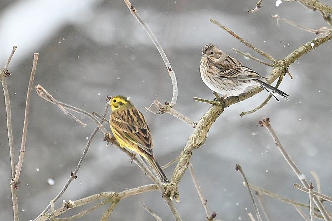 trznadel białogłowy  - Tomasz Kosut
