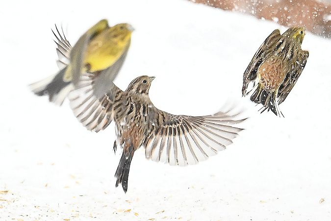 Pine Bunting  - Tomasz Kosut