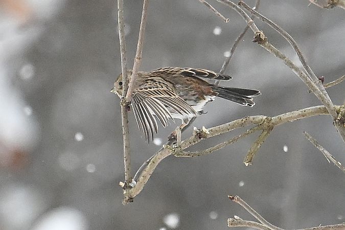 Fichtenammer  - Tomasz Kosut