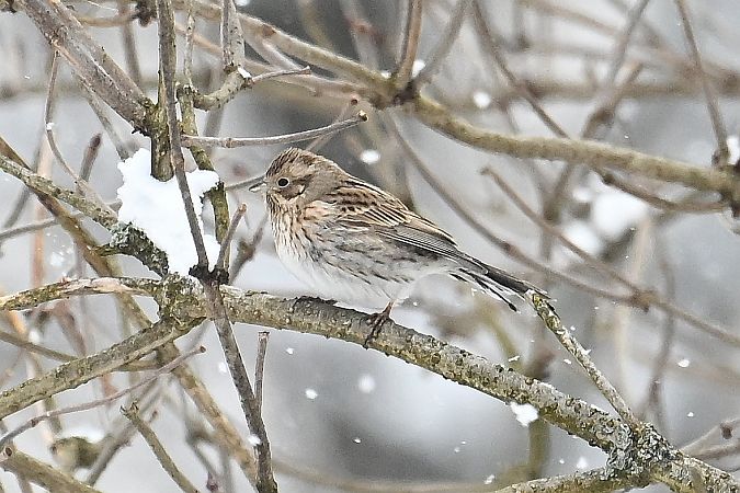 Fichtenammer  - Tomasz Kosut