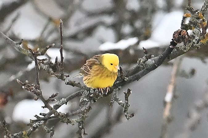 trznadel  - Tomasz Kosut