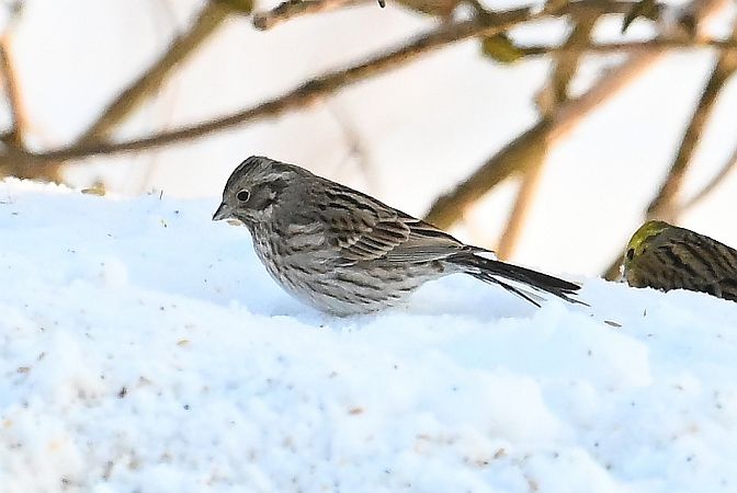 trznadel białogłowy  - Tomasz Kosut