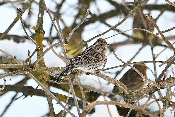 Fichtenammer  - Tomasz Kosut