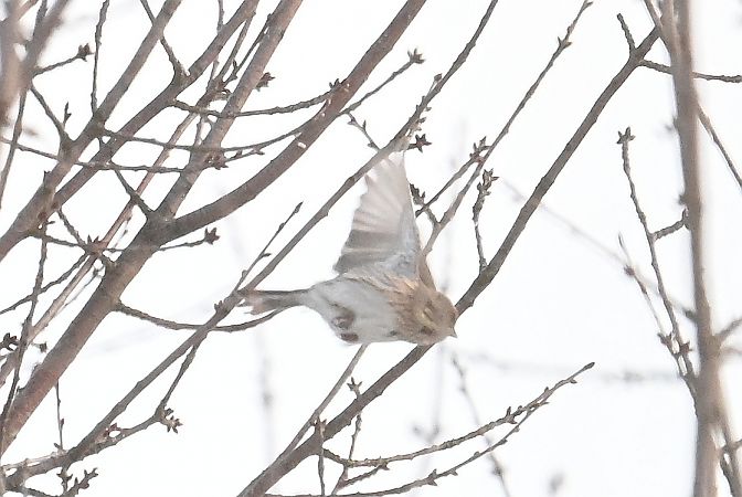 Bruant à calotte blanche  - Tomasz Kosut