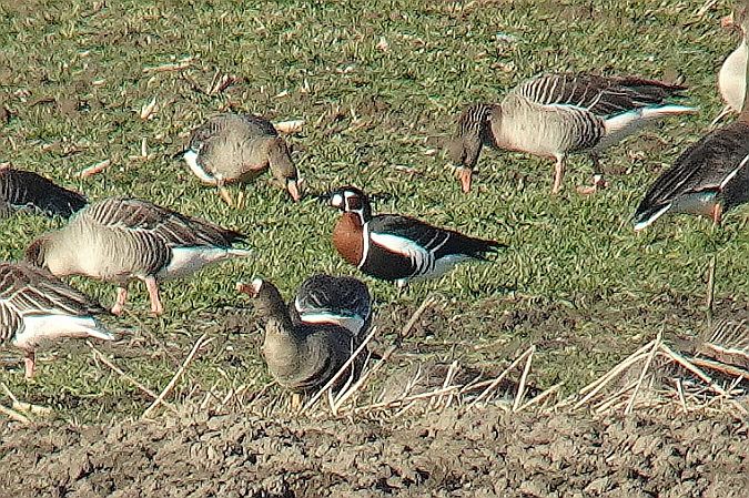 bernikla rdzawoszyja  - Tomasz Kosut