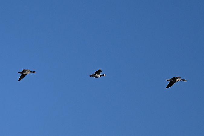 bernikla białolica  - Tomasz Kosut