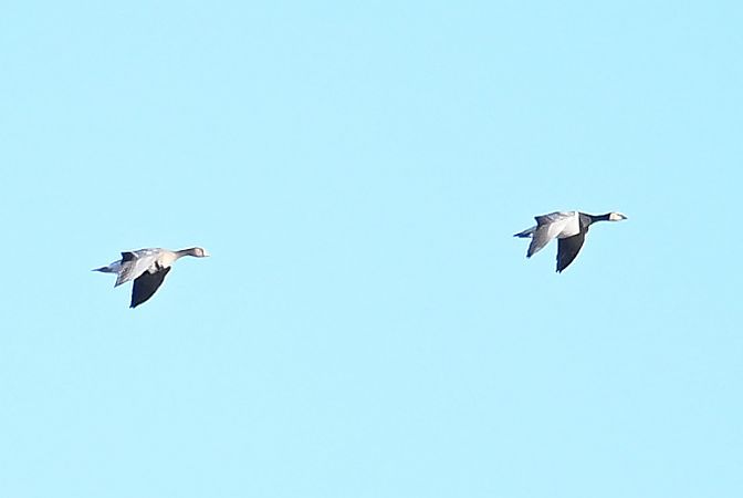 bernikla białolica  - Tomasz Kosut