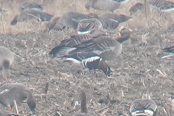 bernikla rdzawoszyja  - Tomasz Kosut