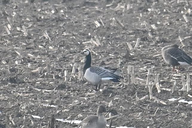 bernikla białolica  - Tomasz Kosut