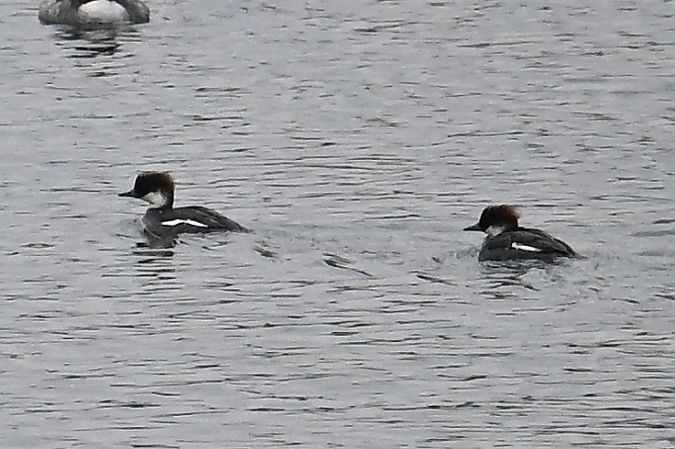 bielaczek  - Tomasz Kosut