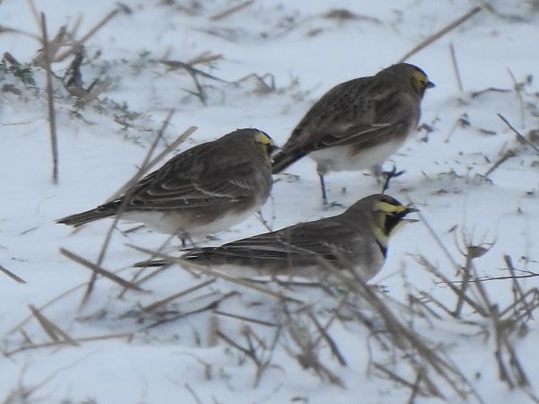 Ohrenlerche  - Andrzej Lipiński