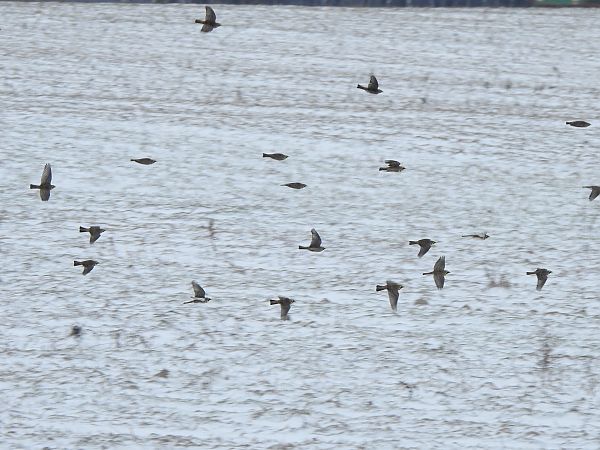 Ohrenlerche  - Andrzej Lipiński