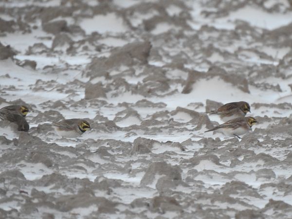 górniczek  - Andrzej Lipiński